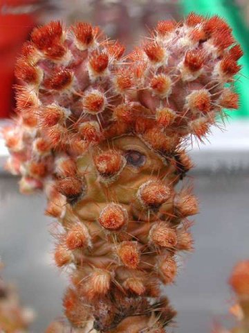 Tephrocactus_molinensis_1